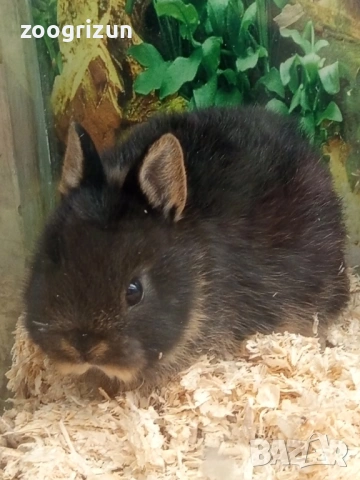 Декоративни зайчета 