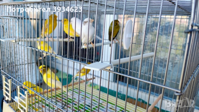 Продавам Канари Орфей , снимка 3 - Канари - 51960838