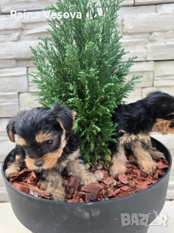 мини йоркширски териер, снимка 5 - Йоркширски териер - 52193923