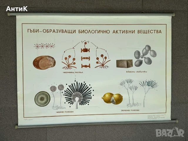 Соц Учебни Плакати Табла Постери Гъби, снимка 3 - Антикварни и старинни предмети - 51025156
