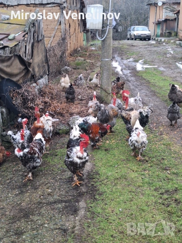 Продавам оплодени яйца от кокошки голошиики, снимка 10 - Кокошки и пуйки - 53650692