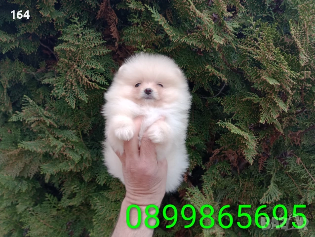 Мъжки и женски Померани. Реални снимки от 22.03.26 г. 