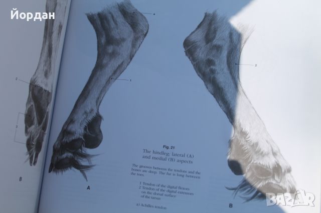 Учебник по рисуване ''Anatomy drwaing school'', снимка 3 - Специализирана литература - 45964234