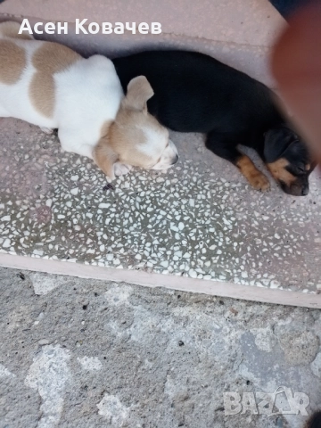 Пинчер , снимка 2 - Пинчер - 52914252