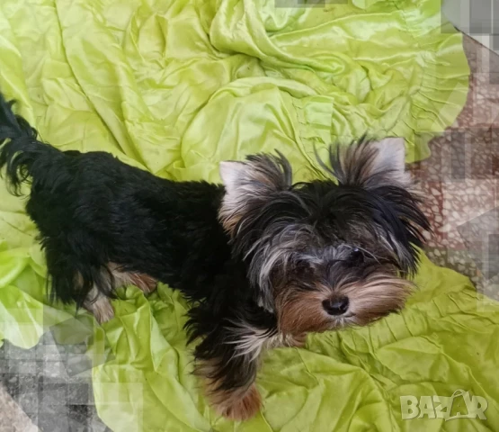 женско йорки на 7  месеца , снимка 1