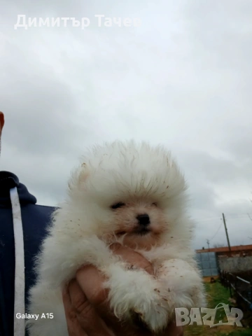 Мъжки померан , снимка 2 - Померан - 53437806