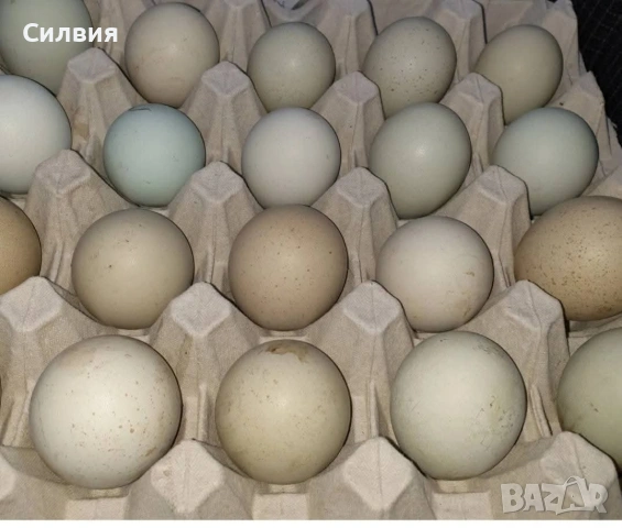 Сини яйца за излюпване 