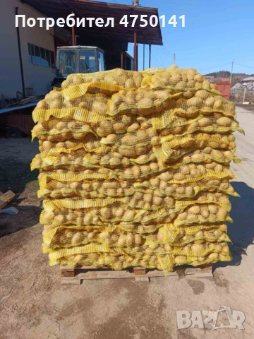 Картофи сорт "Сорая" , за консумация и семе, снимка 2 - Сортови семена и луковици - 53646066