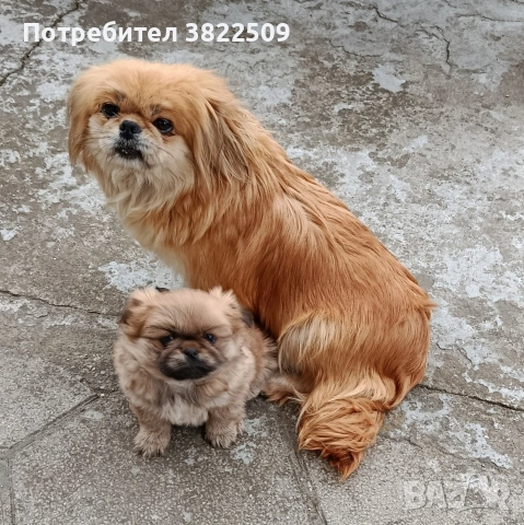 продавам пекинез , снимка 2 - Пекинез - 54055848