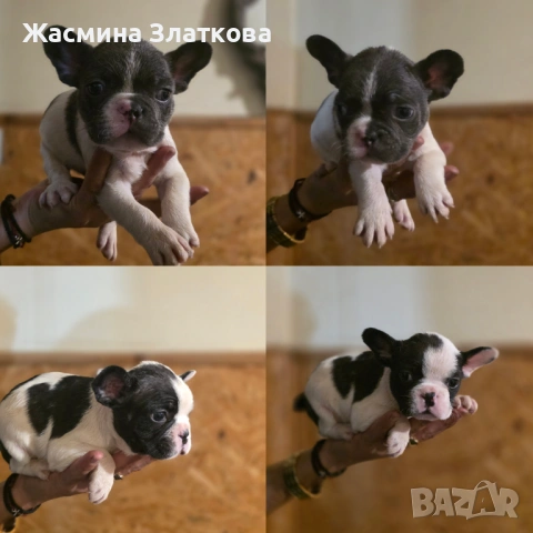 Мъжки френски булдочета 