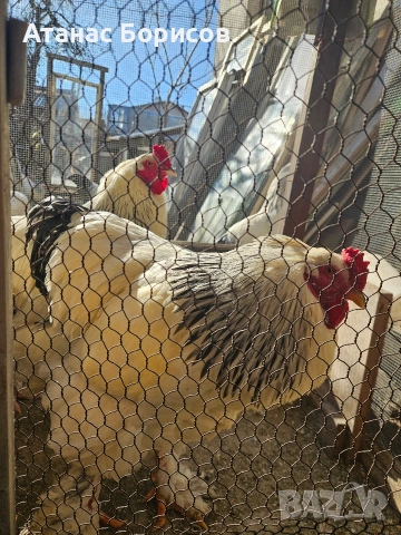 Петли колумбийска брама, снимка 3 - Кокошки и пуйки - 53666120