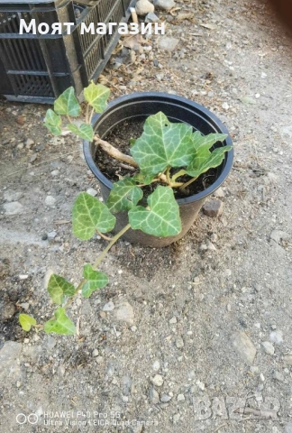 Бръшлян, снимка 10 - Градински цветя и растения - 53645925