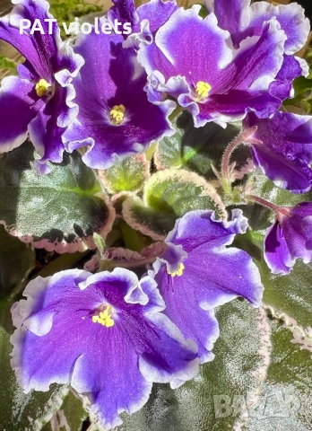 Saintpaulia Сейнтполия Сентполия African Violet Aфриканска теменужка стайна теменужка Фiалка, снимка 6 - Стайни растения - 50025772