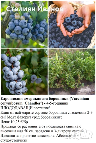 ПЛОДНИ ХРАСТИ В КОНТЕЙНЕРИ, снимка 2 - Градински цветя и растения - 53447504