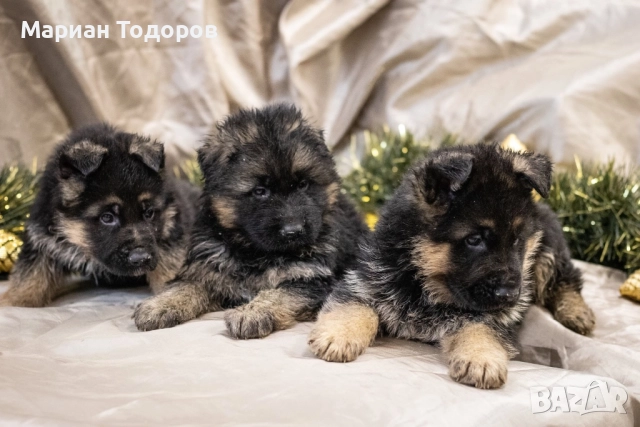 Елитни немски овчарки, снимка 2 - Немска овчарка - 52907166