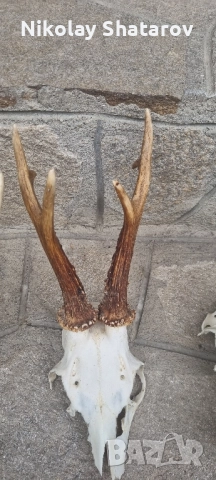 Трофеи от съръндак , снимка 4 - Декорация за дома - 51708247