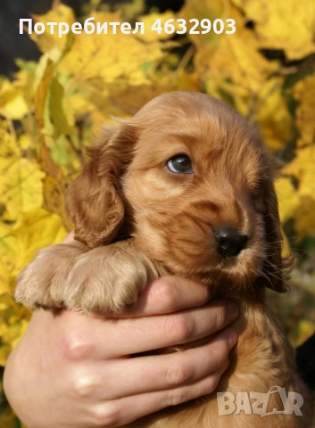 кокер шпаньол чистокръвно момче 