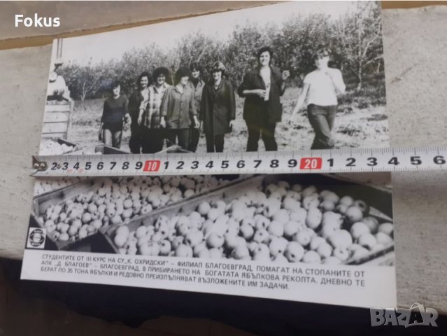 Снимка фотокопие Соц БТА ПресФото ябълкова реколта, снимка 5 - Антикварни и старинни предмети - 45178617