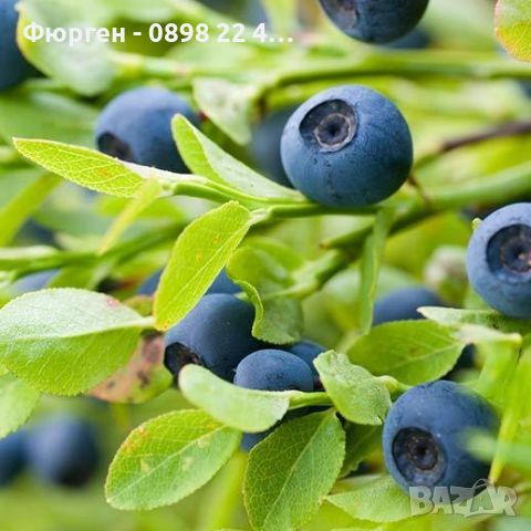 Вечно зелена боровинка - Съншайн Блу Blueberry Sunshine blue, снимка 3 - Разсади - 40702850