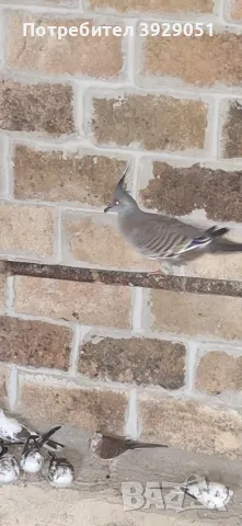 Продавам Австралийски качулати, снимка 6 - други­ - 49866843