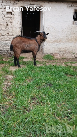 свободен пръч обл.шумен върбица 0897451767