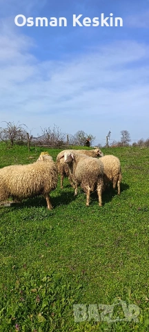 Кочове , снимка 2 - Овце - 54194016