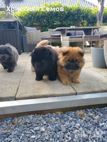 Чистокръвни Чау Чау , снимка 2 - Чау Чау - 53014484