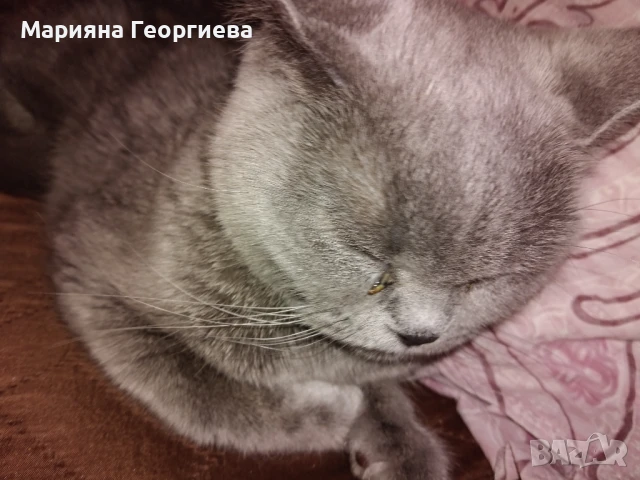 Продавам британска красавица, снимка 1