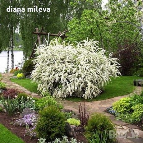 Спирея Юнска Булка, Spiraea nipponica June Bride, снимка 3 - Градински цветя и растения - 45389828
