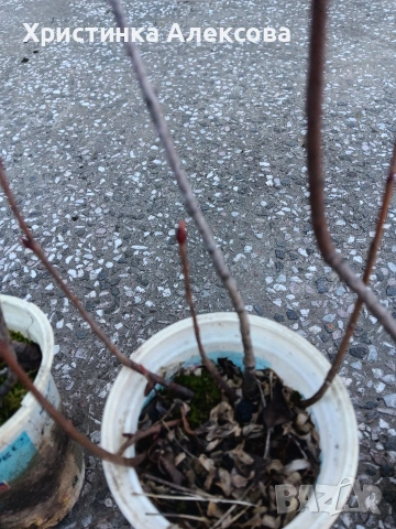 Арония разсад, снимка 2 - Разсади - 53768709