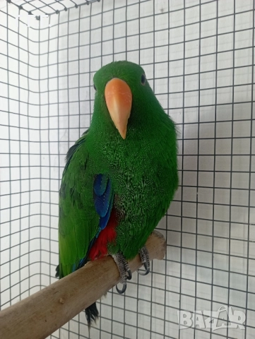 Мъжки еклектус , снимка 6 - Папагали - 49383469