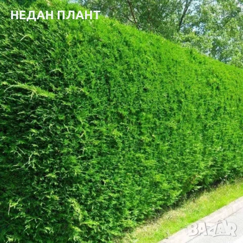 Кипарис "Лейланди"