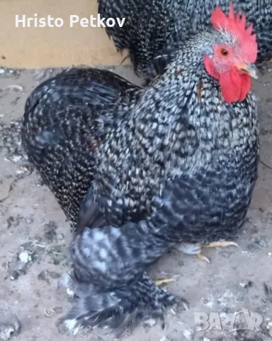 Пронавам Петли и Чифтове Мини Кохин , снимка 4 - Кокошки и пуйки - 49882931