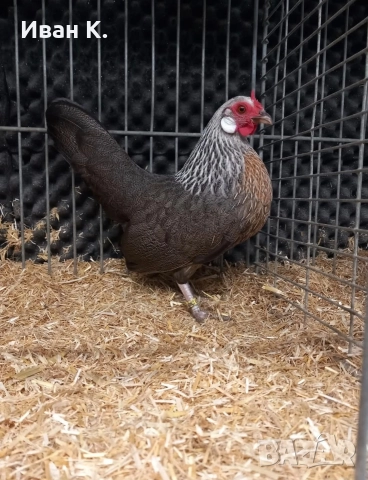 Продавам сребърен Розкомб., снимка 12 - Кокошки и пуйки - 44640537