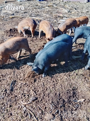 Продавам малки прасенца, снимка 2 - Прасета - 52220200