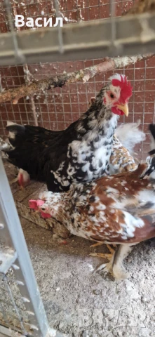 Млади петлета , снимка 5 - други­ - 51004870