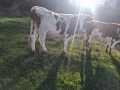 Телета (крави), снимка 5