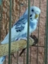 вълнисти папагали , снимка 1