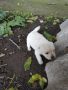 Подарявам малки кученца от родители мъничета намират се в Димитровград тел 0878821343 , снимка 3