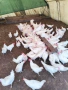 Продавам кокошки носачки , снимка 2