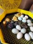 Яйца от патици Индийски бегач , снимка 9