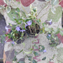 Комплект Винка Минор, снимка 1 - Градински цветя и растения - 44952962