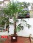 Студоустойчиви палми Трахикарпус в дървени саксии, снимка 1 - Градински цветя и растения - 44961425