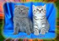 Клепоухо и правоухо - шотландски котенца, снимка 10