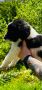 Българско овчарско куче(каракачанско), снимка 9
