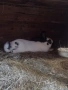 Немски пъстър великан ПЕПЕРУДА, снимка 14
