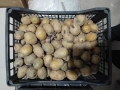 Картофи сорт Актрис, снимка 2
