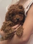 Момиче Той пудел (Toy poodle red apricot), снимка 1