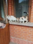 Подарявам две котки, снимка 2