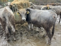 Месодайни Телета за Продан, снимка 11